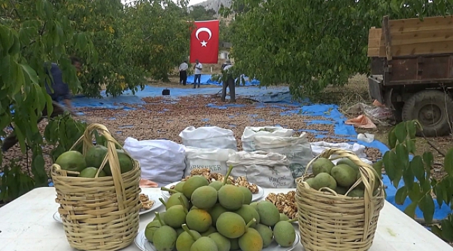 Kahramanmaraş'ta 80 Bin Ton Ceviz Rekoltesi Bekleniyor