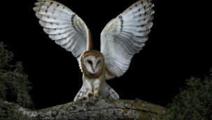 BAYKUŞLAR GECELEYİN ÖTER!