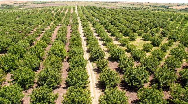 ÖZEL AĞAÇLANDIRMA BAŞVURULARI BAŞLADI