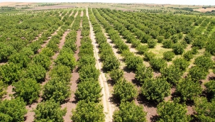 ÖZEL AĞAÇLANDIRMA BAŞVURULARI BAŞLADI