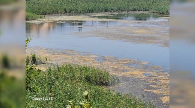 KUMAŞIR GÖLÜ ÇÜRÜYOR: Cennet Mekan Bataklığa Döndü 