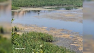 KUMAŞIR GÖLÜ ÇÜRÜYOR: Cennet Mekan Bataklığa Döndü 