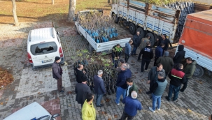 Büyükşehir'den Bin 500 Üreticiye 193 Bin Adet Fidan Desteği