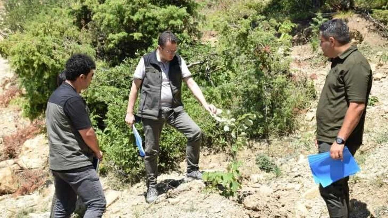 Andırın'da gelir getirici ağaçlandırma çalışmaları sürüyor